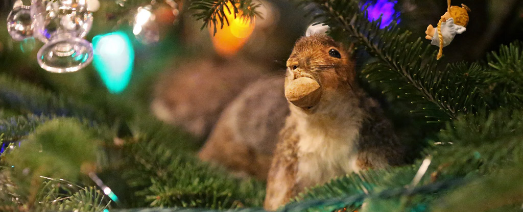 squirrel in christmas tree